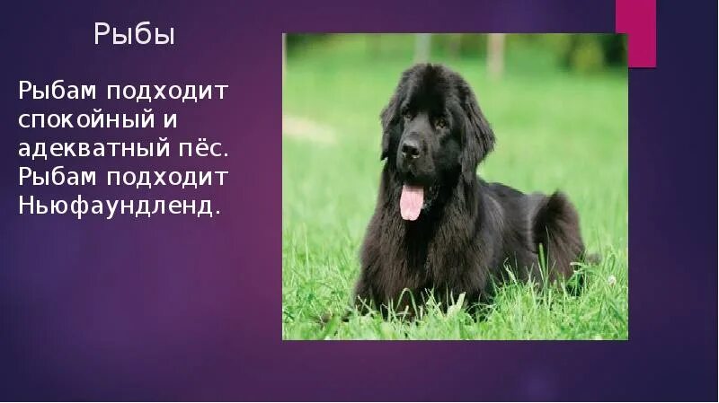 Ньюфаундленд (порода собак). Породы собак по гороскопу. Какая собака подходит. Какая собака подходит рыбам.