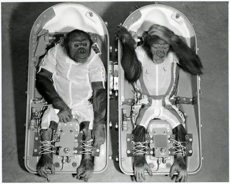 Обезьяны первыми полетели в космос. Шимпанзе Хэм космонавт. Шимпанзе Энос космонавт. Обезьяны в космосе.