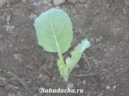 Кила на рассаде капусты