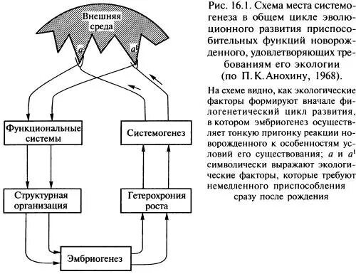 К. Системогенез это. Системогенез. Система генез это. Системогенез анохина.