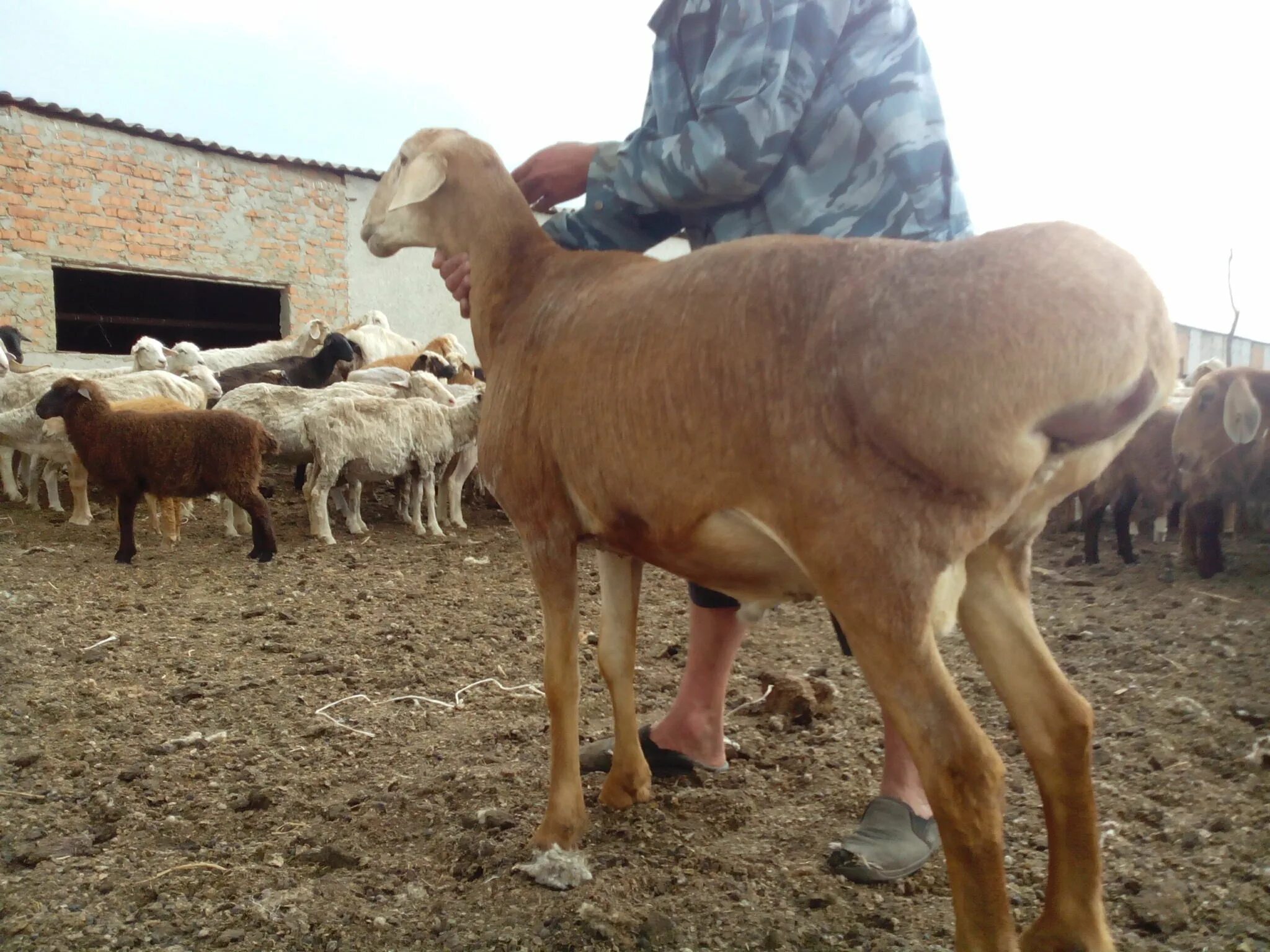 Гиссарская порода самец. Козу кочкор. Гиссарский кочкор. Таджикистанский баран. Мал базар бишкек.