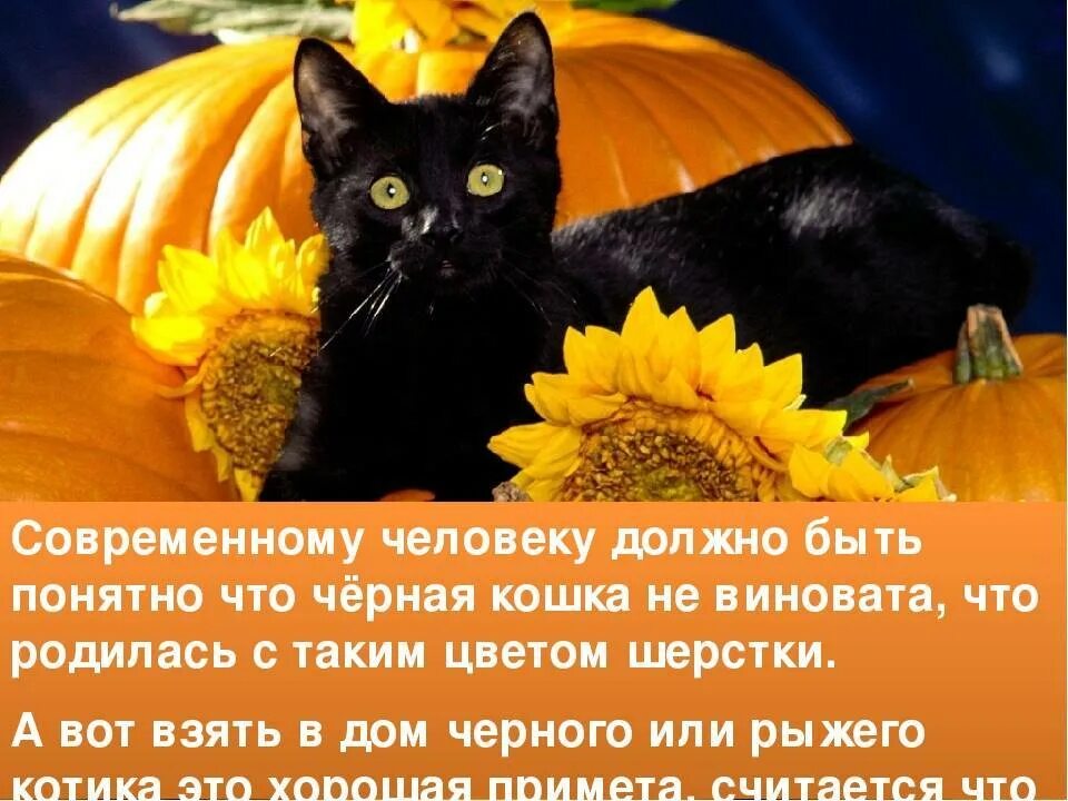 Что значит пришел в дом кот. Черный кот примета. приметы про черных кошек. стих про черного кота. чёрные коты приносят счастье.