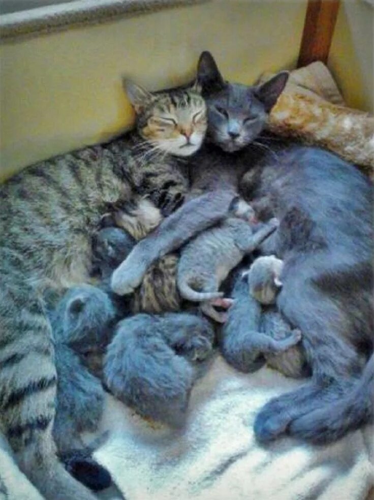 Кошачья семья. Семейство котят. Котенок с родителями. Много котят.