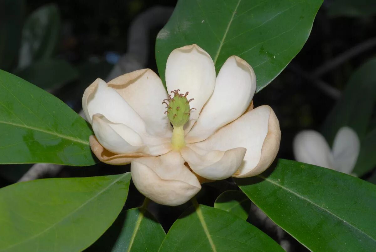Магнолиевых. Семейство магнолиевые. Магнолия суланжа (magnolia soulangeana). Магнолия сахалин. Стебель магнолиевых.