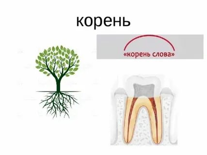 Осинка корень