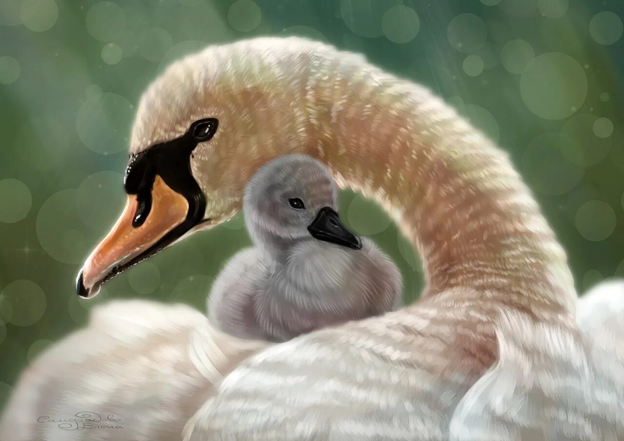 Есенин лебедушка иллюстрации. Маленький лебедь. Лебедь с лебедятами. Маленькие лебедята. Детеныш лебедя.