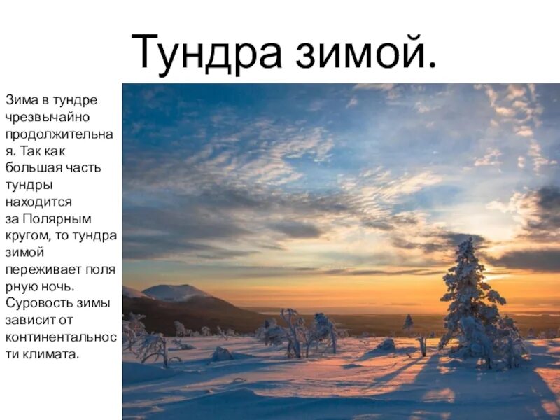 Тундра презентация. Презентация на тему тундра. Зима в тундре презентация. Климат тундры.