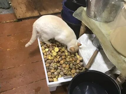 Можно котам картошку вареную