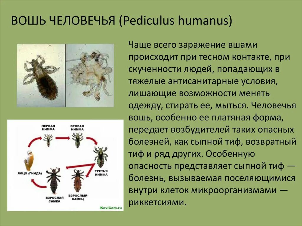 Насекомые возбудитель болезни. «Насекомые – переносчики паразитов. Насекомые переносчики возбудителей заболеваний. Насекомые переносчики заболеваний человека и животных.