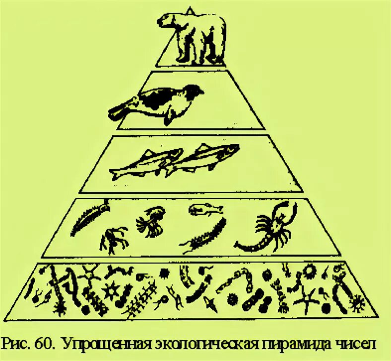 Постройте пирамиду чисел пищевой цепи