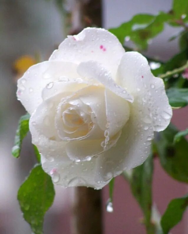 белые розы. белые цветы в росе. белые розы мокрые. слезы белых роз. белые розы в каплях.