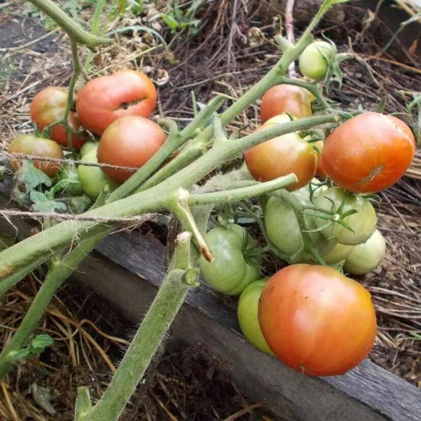 Томат гордость урала. Томат гордость сибири. Семена томат гордость сибири. Томат сорта гордость. Томат гордость сибири.