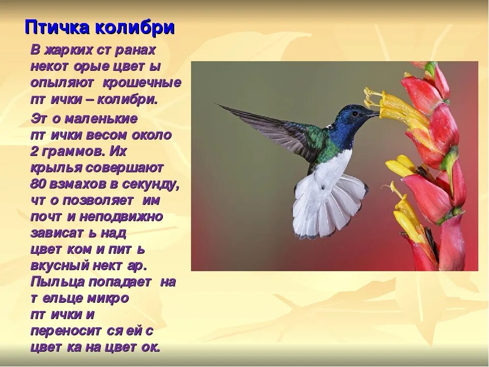 Словосочетание с словом колибри. Рассказ о птице Колибри. Интересные факты о Колибри. Колибри краткая информация. Колибри птица описание.