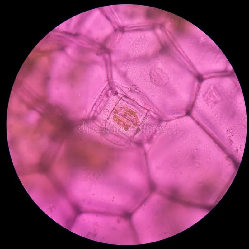 Oyster Plant Cells. Plant Cells Under Microscope Stock Image - Image of microsco