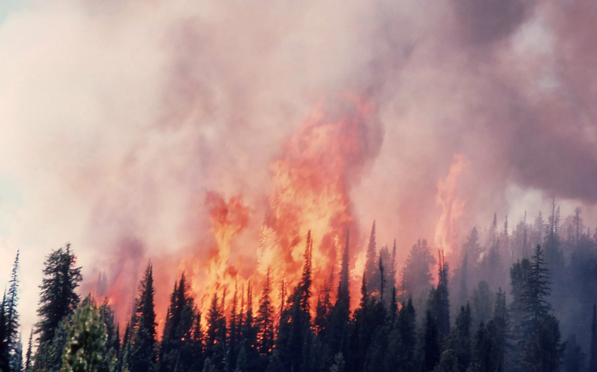 Фон лес горит. Лес в огне. Лесные пожары. Пожар в лесу. Горящий лес.