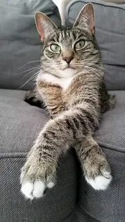 Фото кота простое
