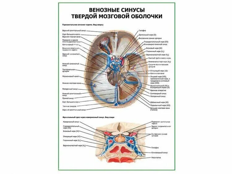 Синус в анатомии это. Синусы твердой оболочки головного мозга анатомия. хирургическая анатомия венозных синусов твердой мозговой оболочки. синусы твердой мозговой оболочки схема. синусы твердой мозговой оболочки. гемодинамика.