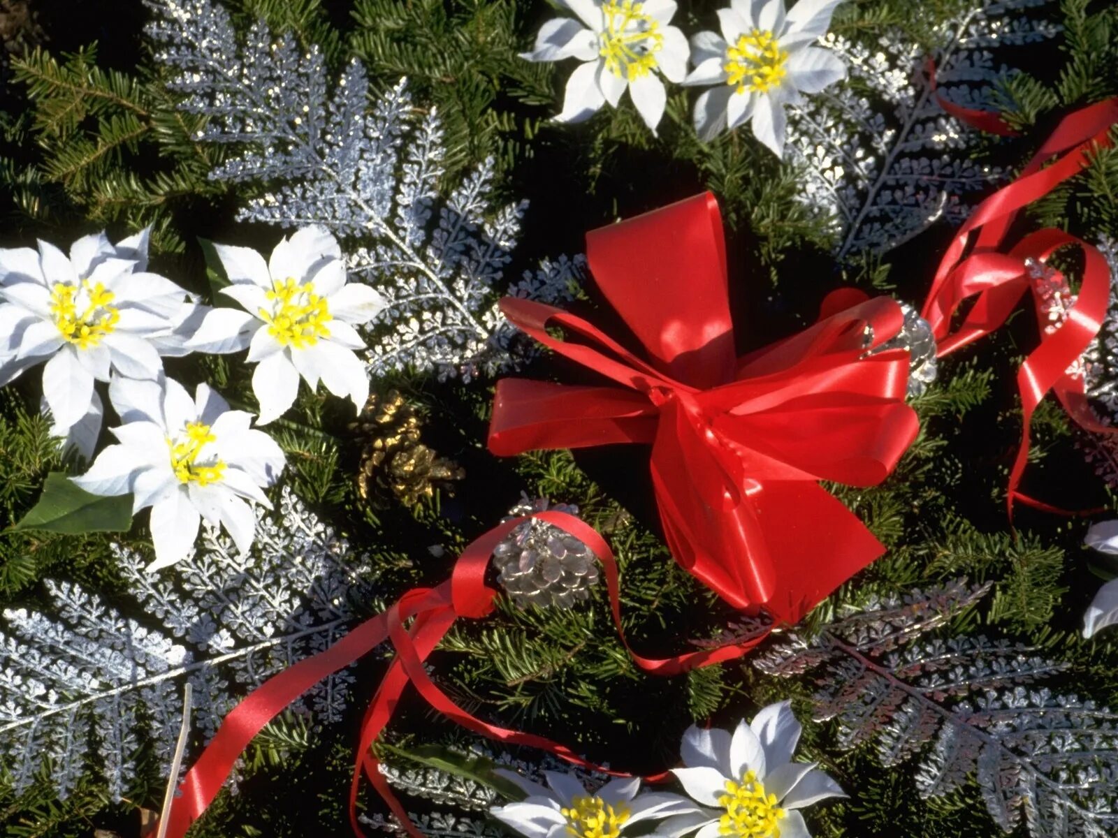 Пуансеттия рождество. Пуансеттия рождественская. Новогодние цветы фото. Цветок пуансеттия рождественская. Красивые новогодние цветы.