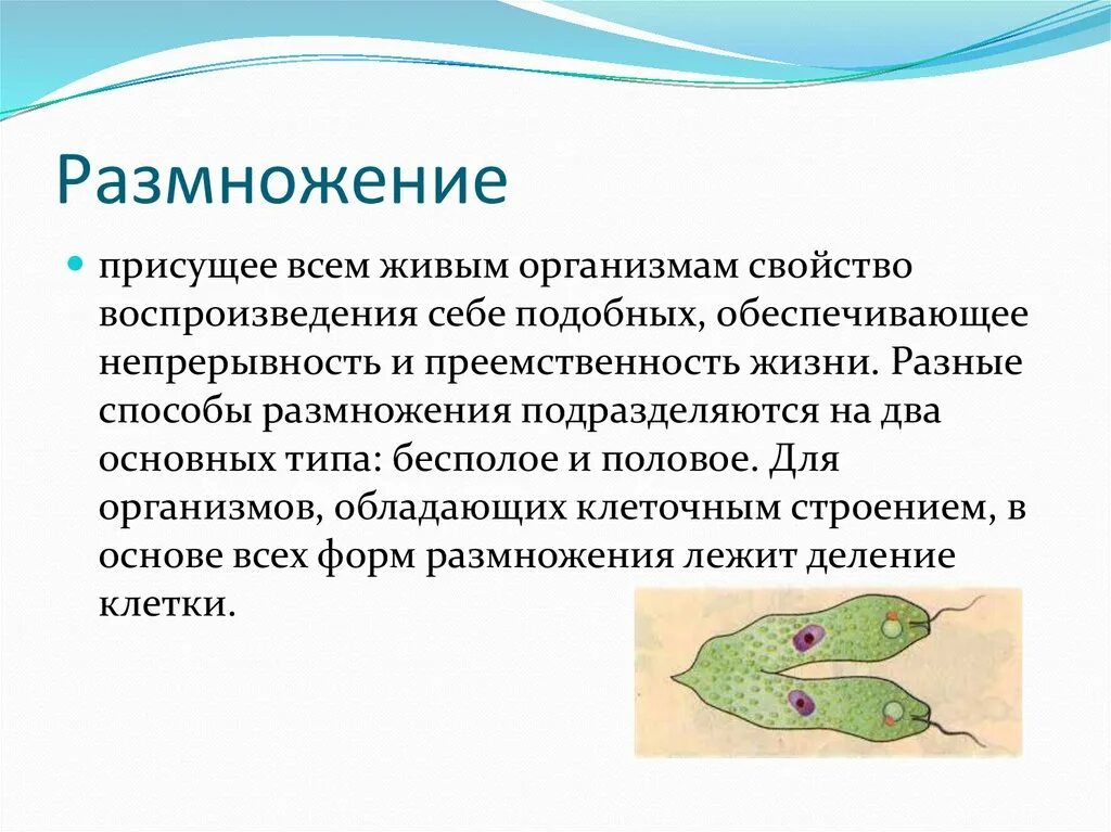 На рисунке изображен пример иллюстрирующий присущее. Размножение свойство организмов. Размножение свойство живого. Размножение свойство живых организмов. Размножение разных организмов.