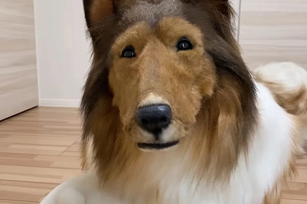 Костюм колли реалистичный. Собака сан. Собака сан. Японец колли. Собака сан.