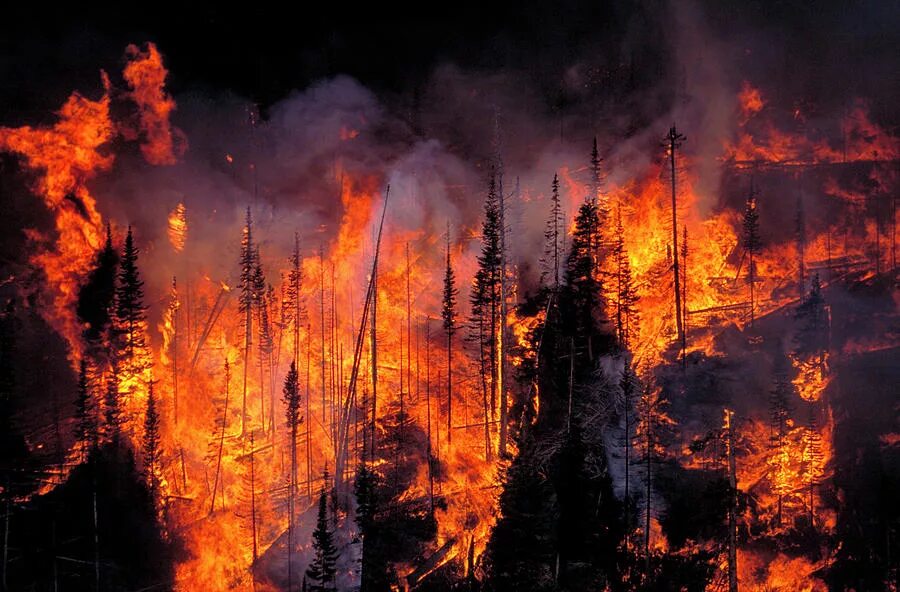 стихийное бедствие в лесу. лес в огне. стихийное бедствие в лесу. пожар в лесу. страшный лесной пожар.