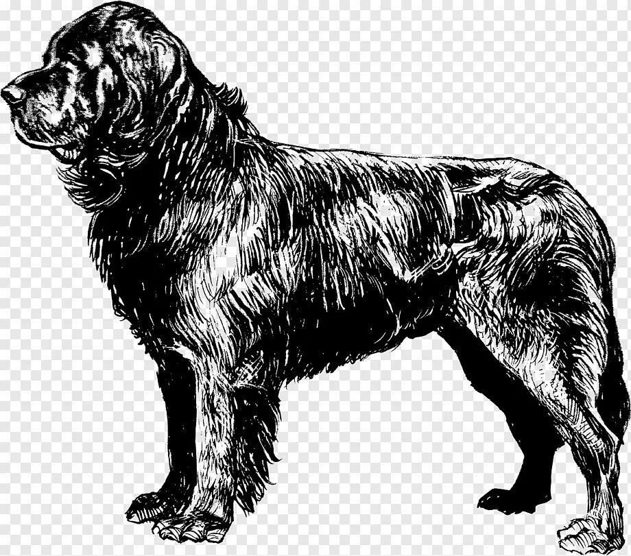 Черные большие рисунки. Ньюфаундленд Барон. Ньюфаундленд собака вектор. Стандарт породы ньюфаундленд РКФ. Ньюфаундленд (порода собак).
