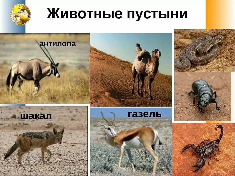 Какие животные и растения обитают в пустыне. Животный мир пустынь и полупустынь. Пустыни и полупустыни животные мир. Пустыни и полупустыни Африки животные. Животные мир пустыни и полупустыни в России.