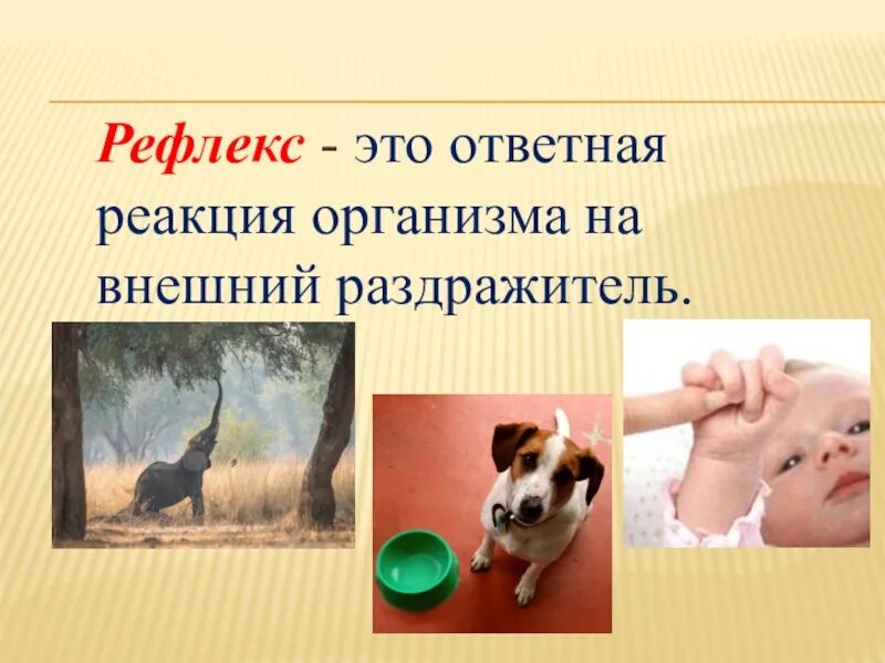 Рефлекс. Реакция на внешние раздражители. Рефлекс это ответная реакция. Рефлекс это в обществознании.