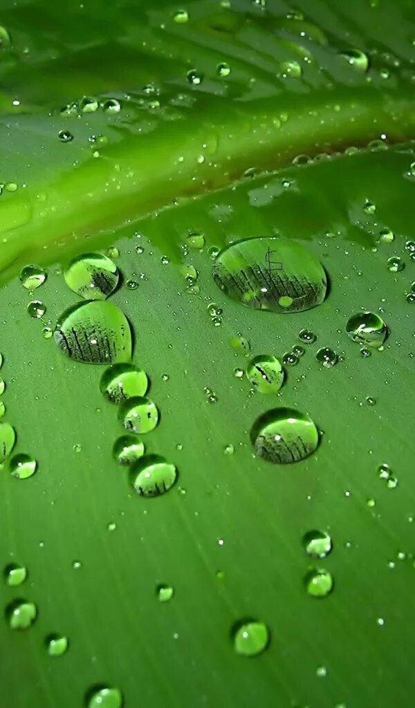 Вода ярко зеленого цвета