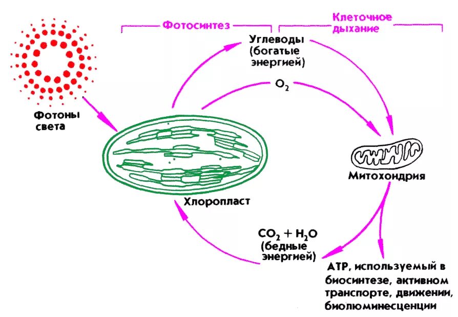 Энергия живых клеток организма. Клеточное дыхание аэробной клетки схема. Клеточное дыхание растений схема. Схема клеточного дыхания в митохондриях.