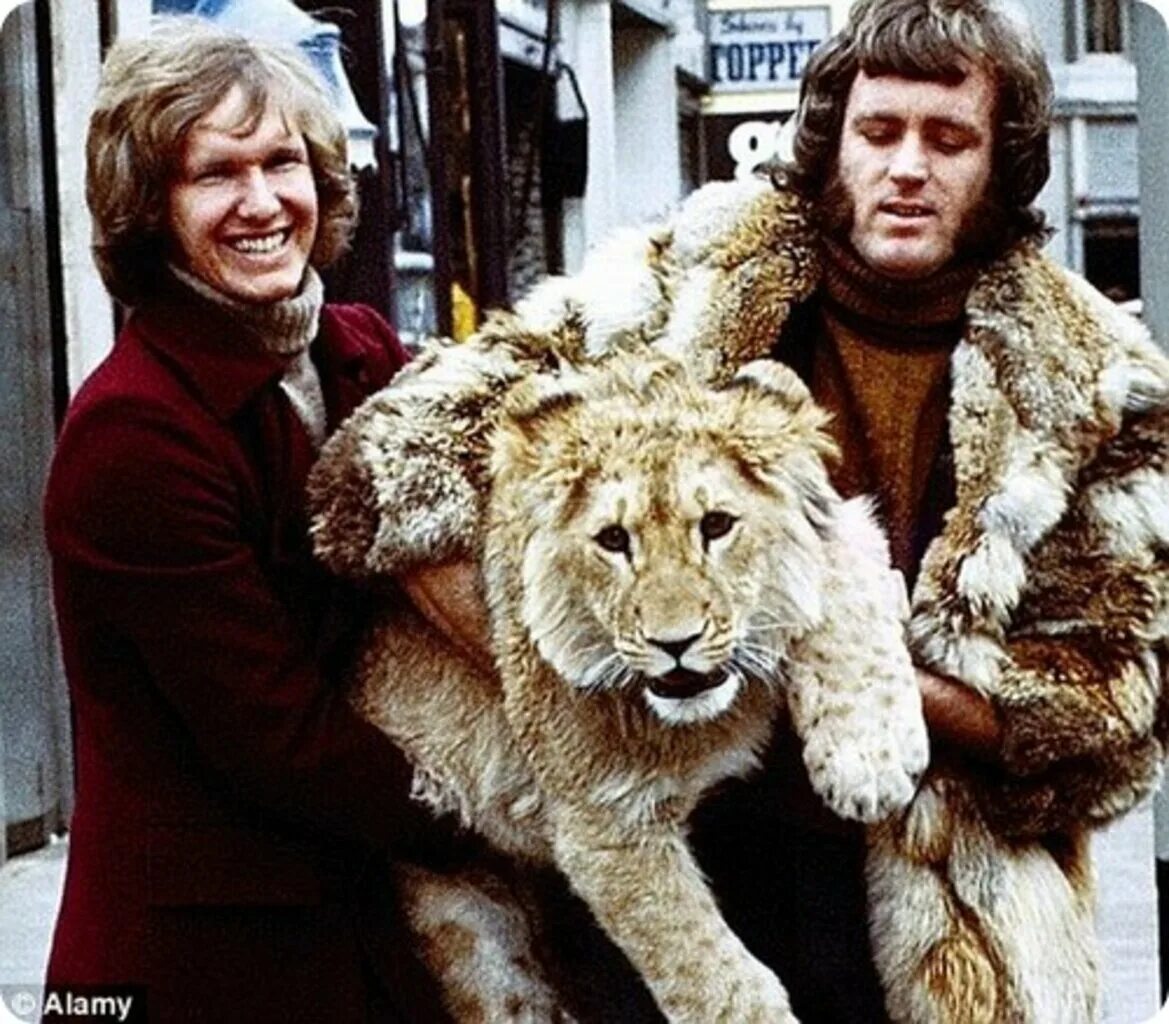 Лев Кристиан. Кто из российских звезд встречался со львом. Lion Pet. Семья воспитывающая Льва в 80 года. Воспитана львом