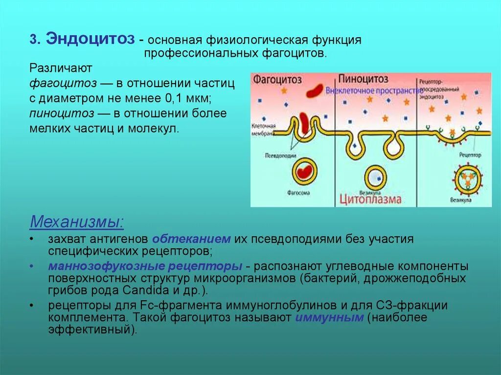 Фагоцитоз и эндоцитоз. Пиноцитоз эндоцитоз экзоцитоз. Фагоцитоз пиноцитоз Рецептор-опосредованный эндоцитоз. Неспецифический эндоцитоз механизм. Г эндоцитоз