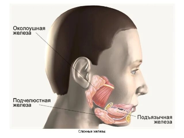 Образование околоушных желез. Слюнная околоушная слюнная железа. Околоушная слюнные железы анатомия человека. Подчелюстная железа анатомия. Подчелюстная слюнная железа.