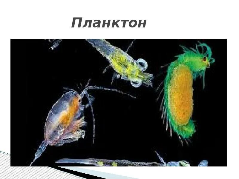 Планктон какая группа. Планктон размер. Зоопланктон Размеры. Планктон организмы. Какого размера планктон.