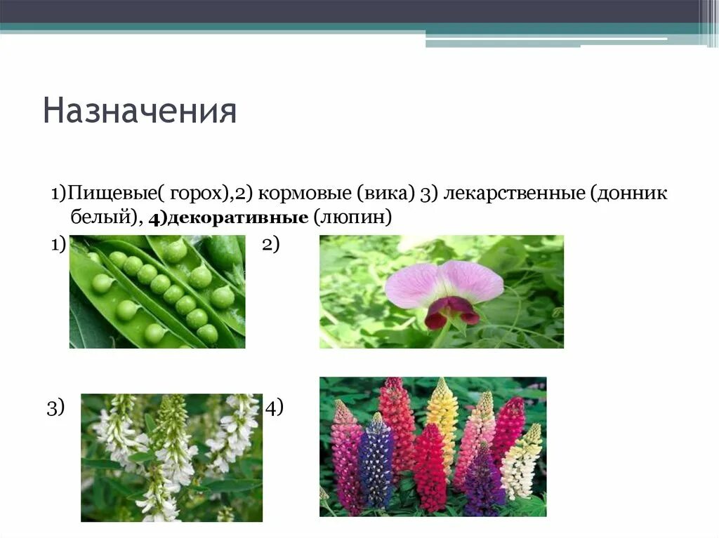 Лилейные кормовые растения. Декоративные растения биология. Пищевые и кормовые растения. Кормовые лекарственные растения.