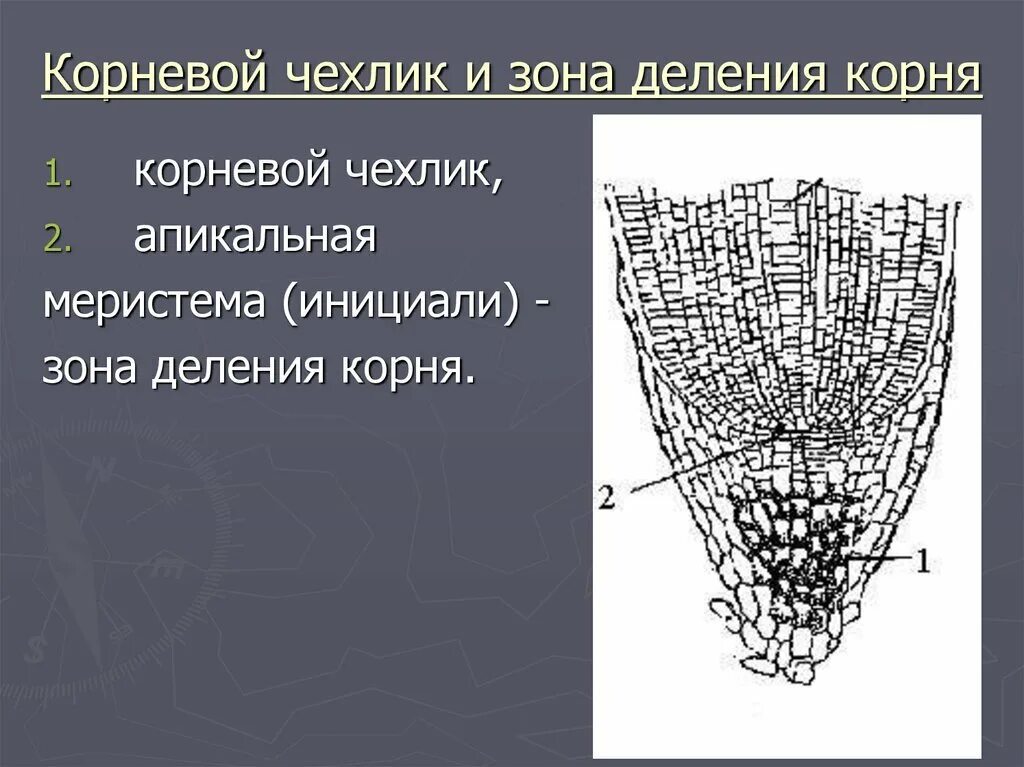 Чехлик корня функции. Корневой чехлик зона деления. строение корневого чехлика. образовательная ткань корня чехлик. апикальная меристема корня.
