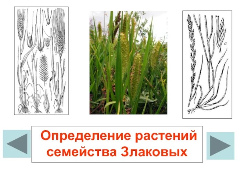 Растения определение 5 класс. Определитель злаковых растений. определитель злаковых трав. декоративные растения семейства злаковых. атлас злаковых.