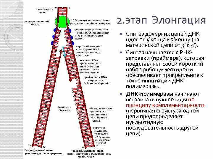 Материнская цепь днк. Синтез дочерних цепей ДНК. Синтез дочерней цепи идет. Элонгация дочерних цепей идет. Синтез ДНК от какого конца.