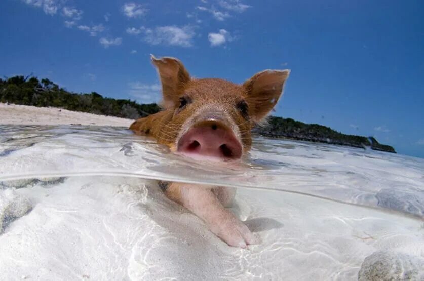 Свинка плавает. Свинки на Багамах. Хрюшка. Остров свинок. Свинка на море.