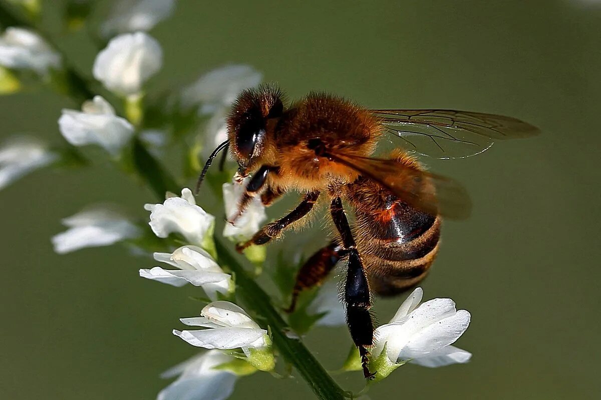 Коровка пчела. Пчелы трудяги фото. Подсолнухи Божьи коровки пчелы. Пчела коровка картинка.
