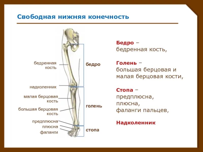 Нижние конечности являются. Кости нижней конечности строение. Строение костей нижней конечности. Кости свободной нижней конечности. Строение костей свободной нижней конечности.