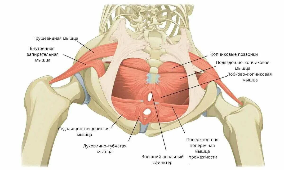Мышцы тазового дна у женщин анатомия. Мышцы малого таза анатомия строение. Мышцы малого таза у женщин. Мышцы малого таза у женщин анатомия. Тазовая дисфункция