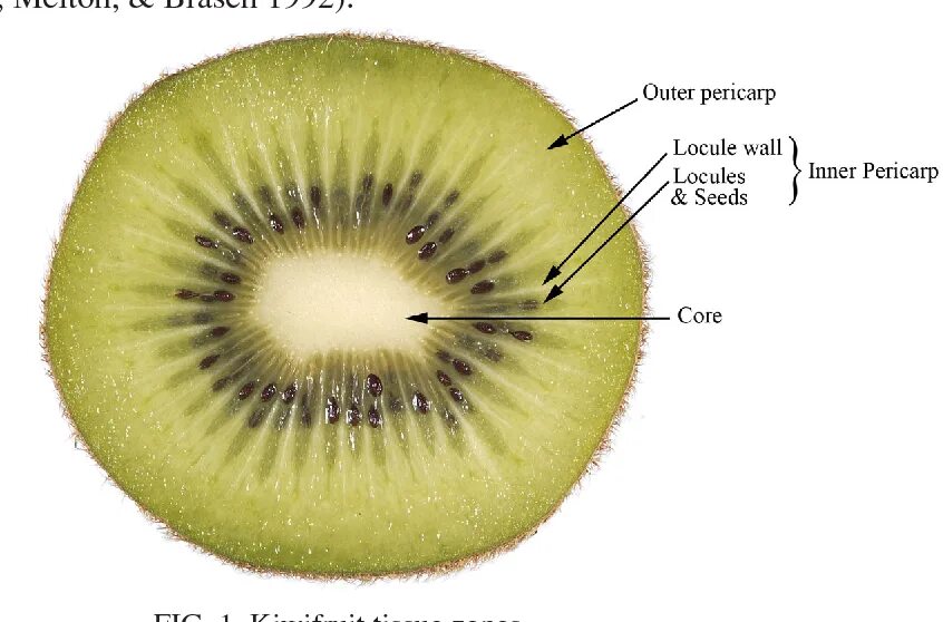 Строение плода киви. Строение плодов киви. Строение киви фрукт внутреннее. Строение киви в разрезе.