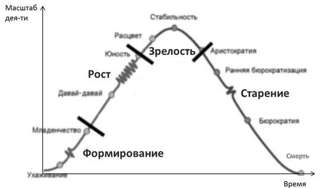 5 этапов жизненного цикла организации. Стадии развития организации зарождение рос зрелость. Стадий жизненного цикла организации. Созревание рост старение. Логический порядок основных этапов жизненного цикла организации.
