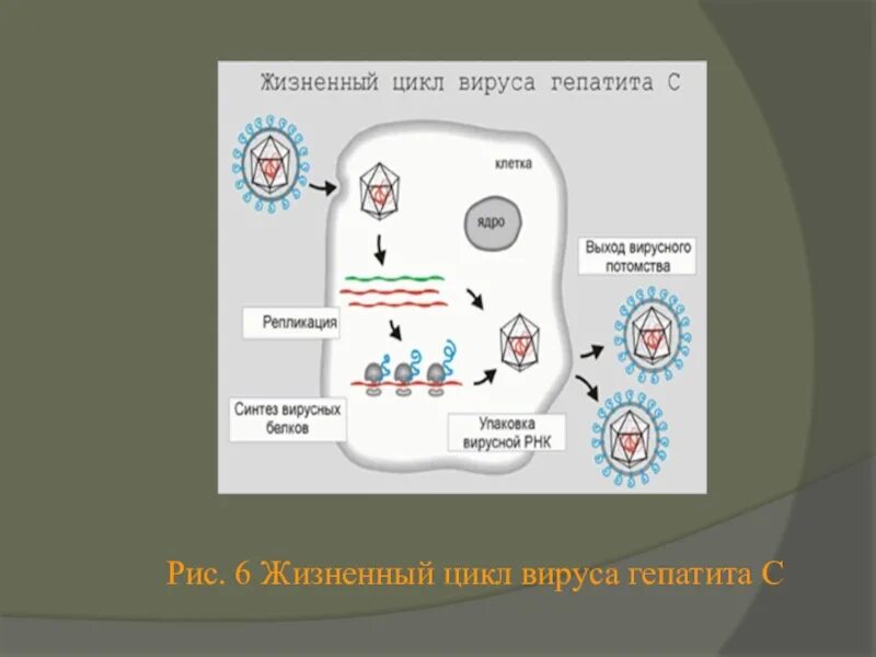 Этапы жизненного цикла вируса. Схема жизненного цикла вируса гриппа. Жизненный цикл вируса гепатита с.