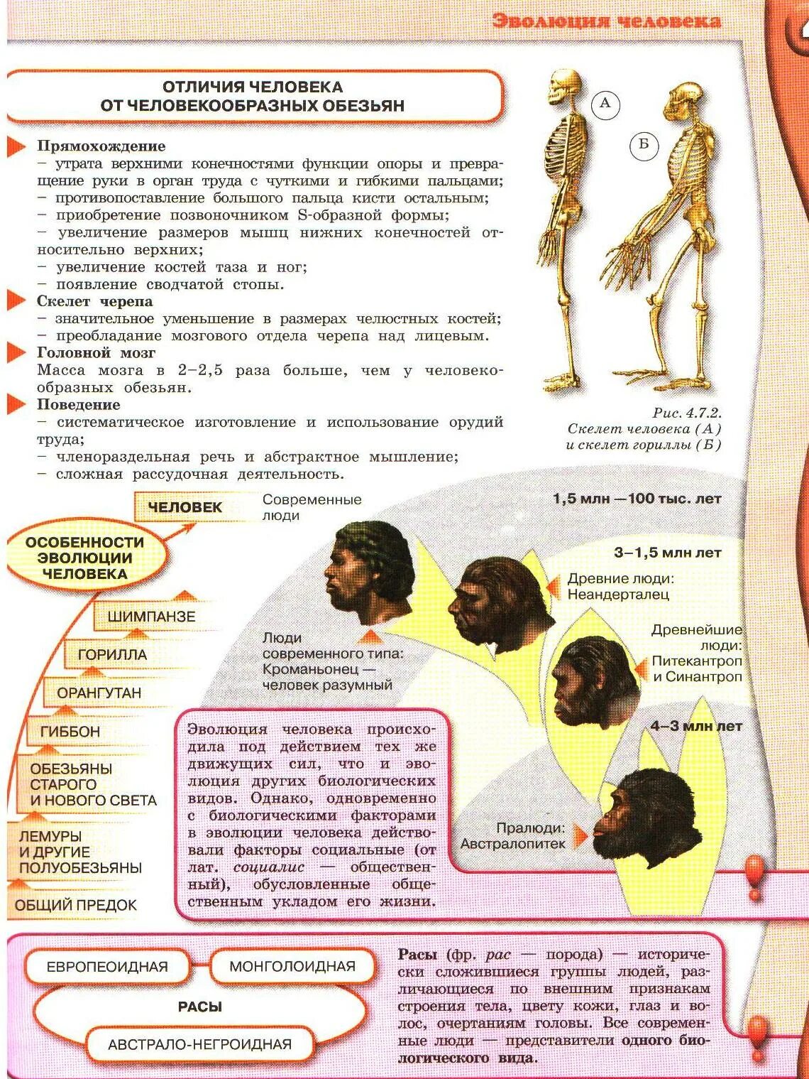 Различие между человеком и человекообразной обезьяной. Отличие человека от обезьяны. Скелет обезьяны и человека различия. Различия человека и человекообразных обезьян. Сходства и различия человека и человекообразных обезьян.