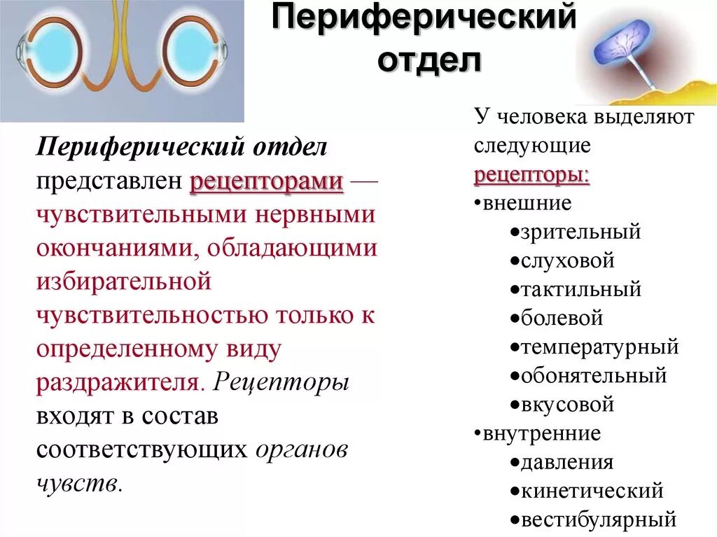 Функции периферического отдела анализатора. Периферический отдел анализатора: строение и функции. Тактильная система периферический отдел. Функция периферического отдела сенсорной системы:. Чем представлен периферический отдел