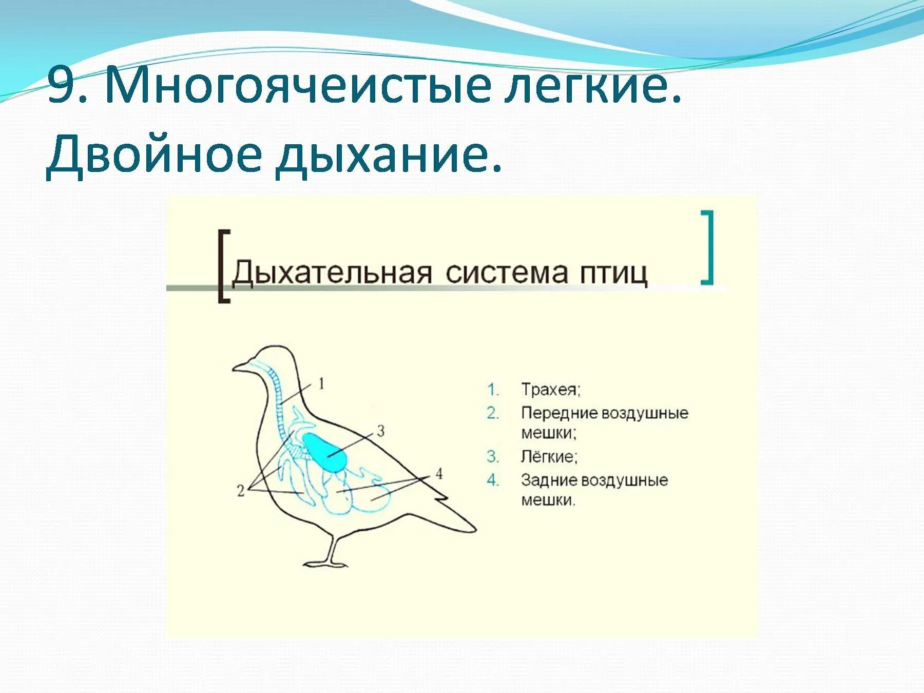 Дыхание птиц воздушные мешки. Схема строения органов дыхания птиц. Строение дыхательной системы птиц. Дыхательная система птиц 7 класс. Схема дыхательной системы птицы.