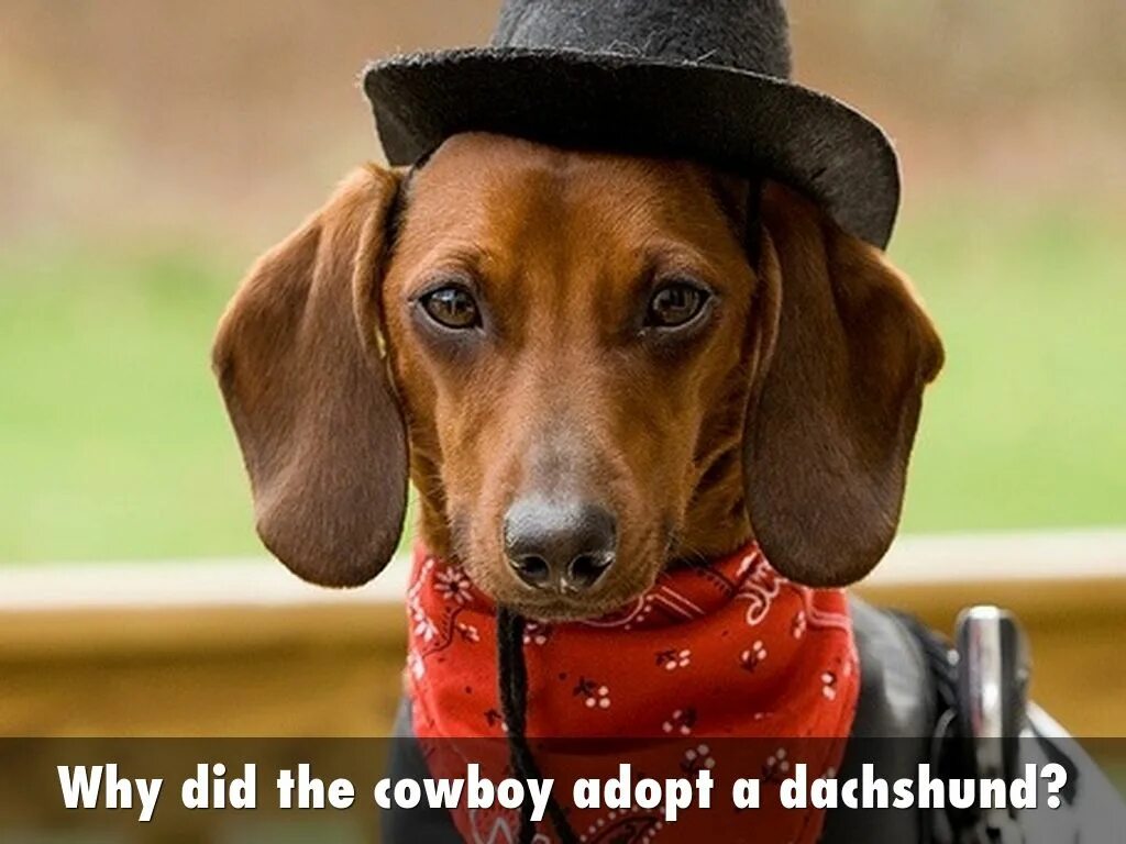 Собака ковбой. Ошейник ковбой собака. Кошка такса. Little Dog Cowboy.