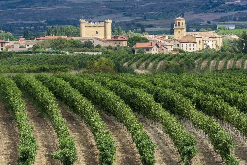Испания сорт. Наварра navarra испания виноградники. ла риоха испания. la rioja испания. регион риоха в испании.